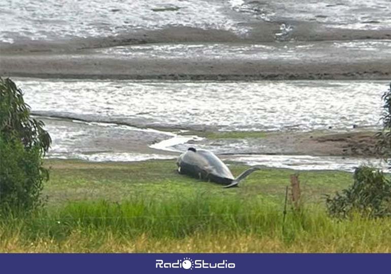 Imagen del cuerpo del calderón común varado en la ría San Martín a la altura de Cudón (Miengo).