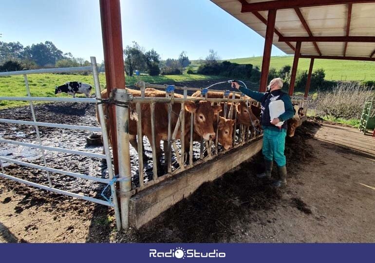 Una explotación ganadera en Alfoz de Lloredo