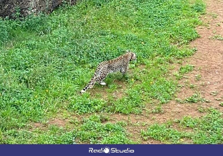 Imagen de archivo de uno de los leopardos de Cabárceno