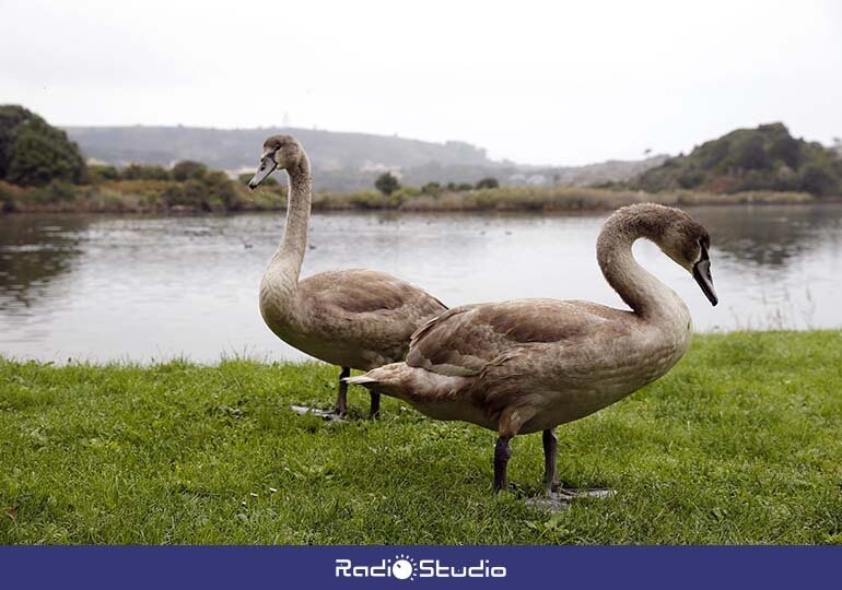 Aves en Cantabria | Foto: Gobierno